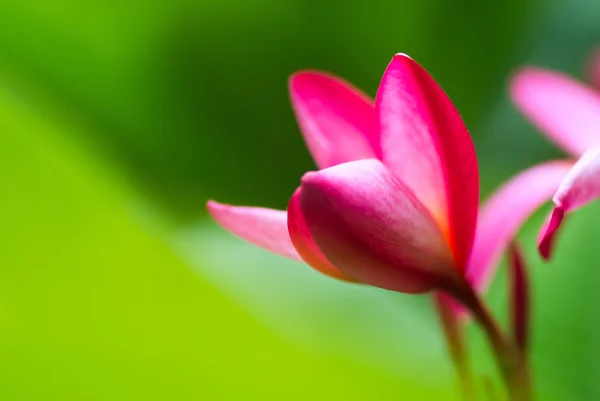 Desert rose new born in soft light — Stock Photo, Image