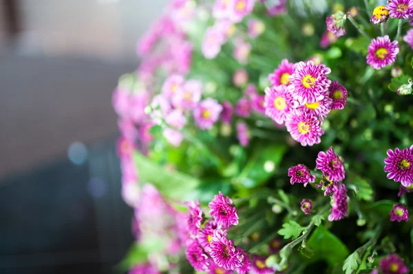 Blommor säng — Stockfoto