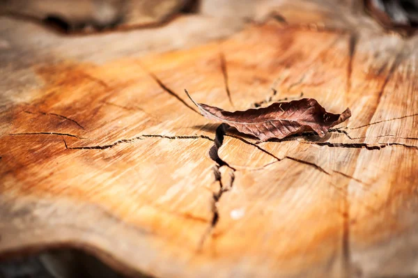 Folha da natureza morrem em luz suave  . — Fotografia de Stock