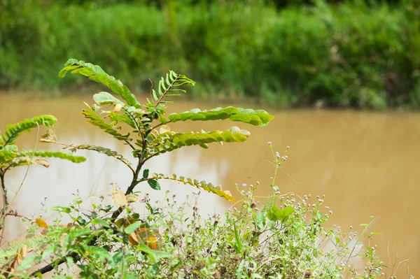 Canal pool of nature in sun light — Stock Photo, Image