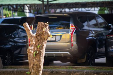 Park alanındaki ağaç kütüğüne yakın plan, arka planda çeşitli arabalar var. Bu görüntü doğa ve şehir yaşamı arasındaki zıtlığı yakalar..