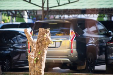 Kalabalık bir park alanındaki ağaç kütüğünün yakın plan görüntüsü, park halindeki arabalarla çevrili. Güneş ışığı, doğal dokuyu ve kentsel çevreyi vurgulayarak filtreler.