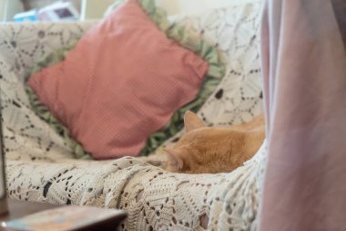 Huzurlu bir an, yumuşak yastıklarla çevrili eski bir kanepede sessizce dinlenen turuncu bir kedi yakalar. Bu rahat sahne bir huzur ve rahatlık hissi uyandırıyor..