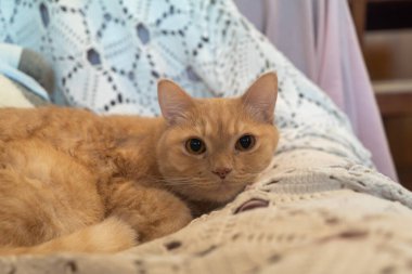 Çekici bir kızıl kedi rahat bir kanepede huzur içinde rahatlar yumuşak kürkünü ve sıcak bir ev ortamında anlamlı gözlerini sergiler. Hayvan severler için mükemmel.!