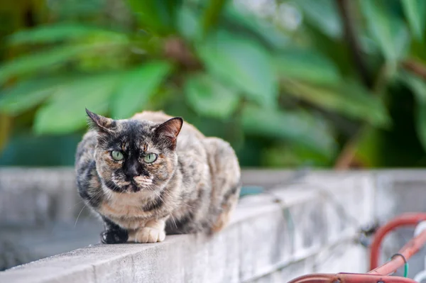 Alte Katze mit Naturplatz — Stockfoto