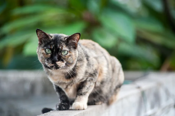 Alte Katze mit Naturplatz — Stockfoto