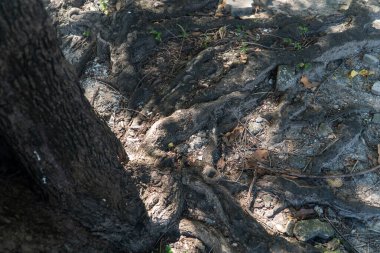 Karmaşık ağaç köklerinin zemin boyunca uzanan yakın görüntüsü, dokularını ve doğal ortamdaki toprak çevreye olan bağlantılarını gözler önüne seriyor..