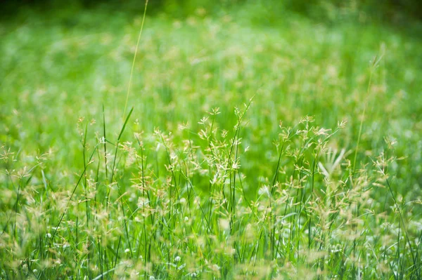 Grama verde com luz solar  . — Fotografia de Stock