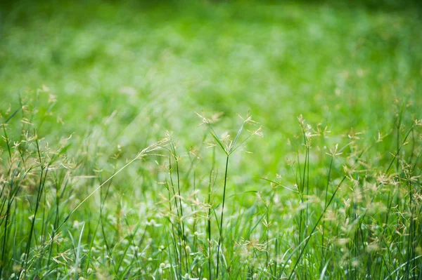 Green grass with sun light . — Stock Photo, Image