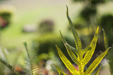 Bahar yaprakları yumuşak ışık