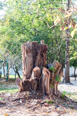 Güdük ağaç doğa yerde