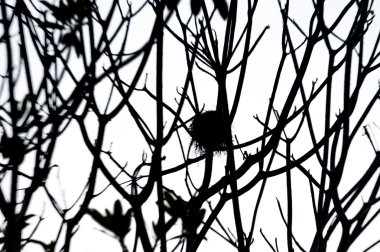 Doğa yerde ölü ağaçlar