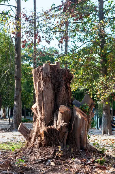 Stump fa jellegű hely — Stock Fotó