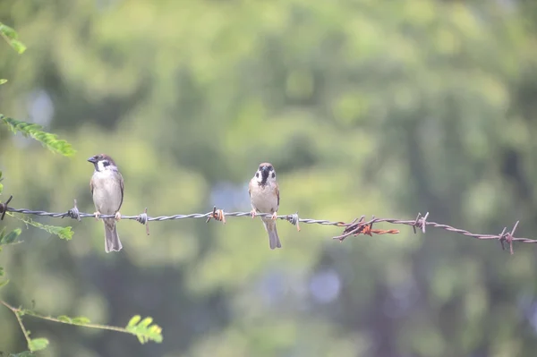 Passero di uccello nel luogo della natura — Foto Stock