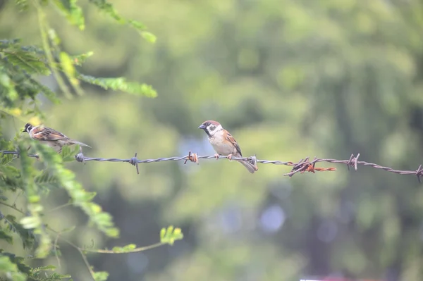 Gorrión pájaro en lugar de naturaleza — Foto de Stock