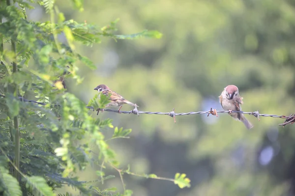 Passero di uccello nel luogo della natura — Foto Stock