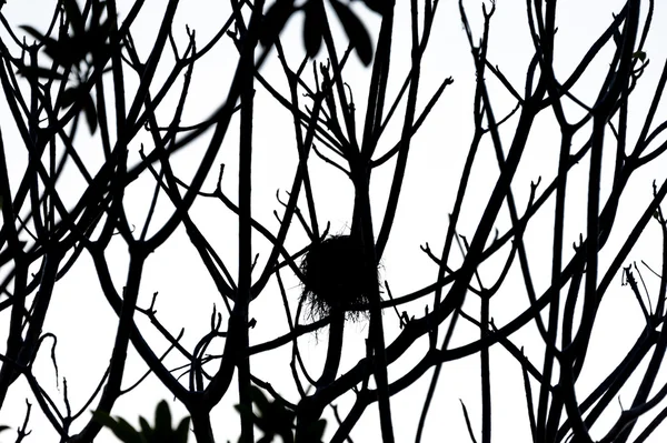 Albero morto nel luogo della natura — Foto Stock