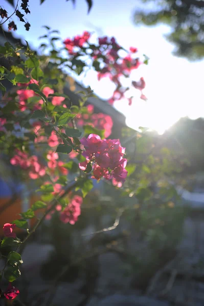 Flor com feixe de sol — Fotografia de Stock
