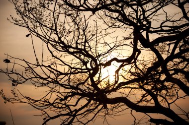 Doğa yerde ölü ağaçlar