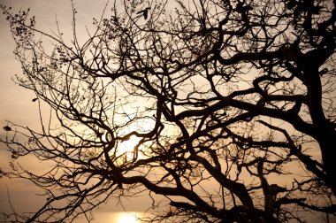 Doğa yerde ölü ağaçlar