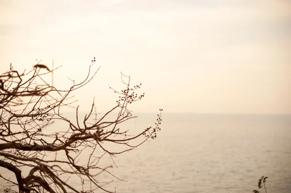 Arbre mort dans la nature lieu — Photo