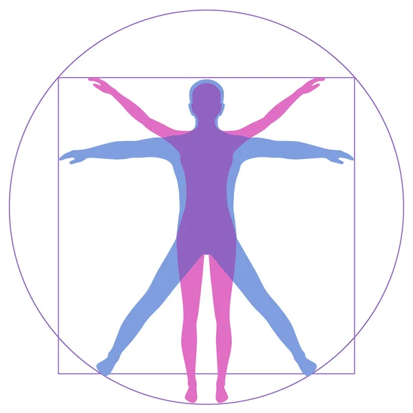 Vetruvian adam, insan anatomisi