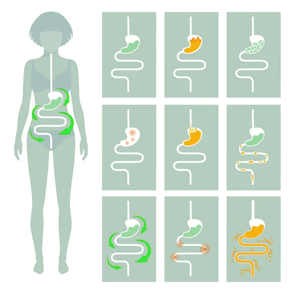 İnsan sindirim sistemi
