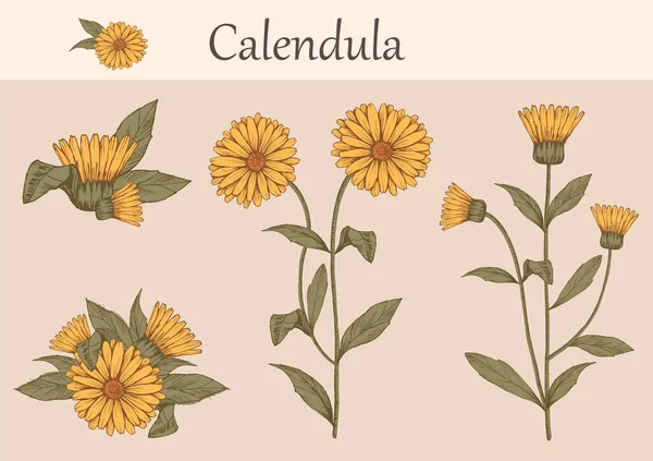 Immagine Disegnata Mano Fiori Calendula Con Steli Foglie Erbe Curative — Vettoriale Stock