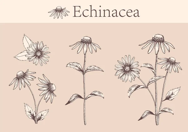 Hand-drawn echinacea flowers — Stock Vector