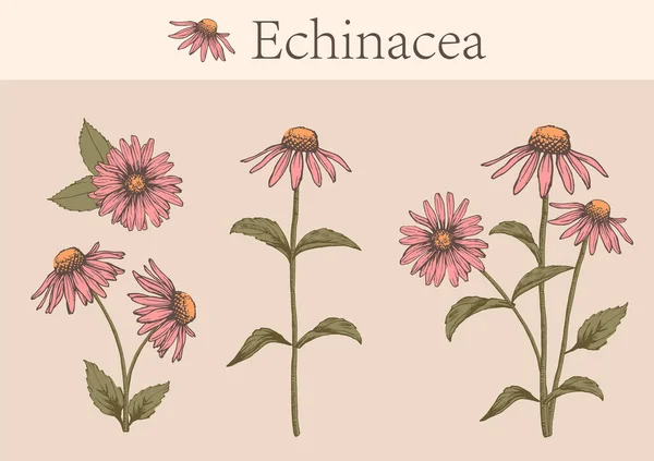 Hand-drawn echinacea flowers — Stock Vector