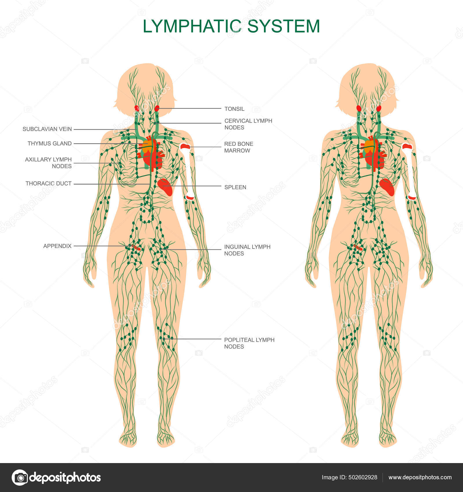 Vasos Linfáticos Drenaje Linfatico Puntos Anatomía Humana, Sistema
