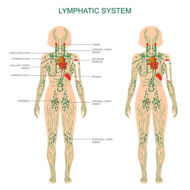 İnsan anatomisi, lenfatik sistem, tıbbi illüstrasyon, lenf düğümleri