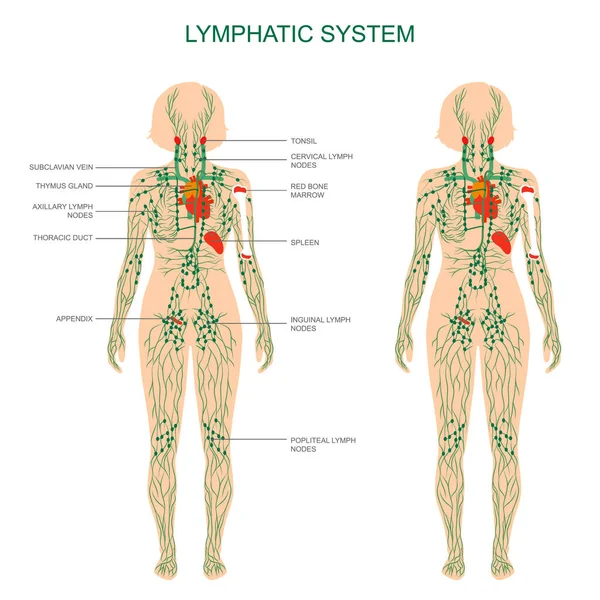 İnsan anatomisi, lenfatik sistem, tıbbi illüstrasyon, lenf düğümleri