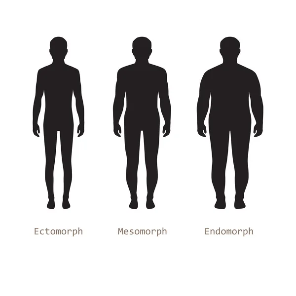 Mannelijke lichaamstypes, — Stockvector