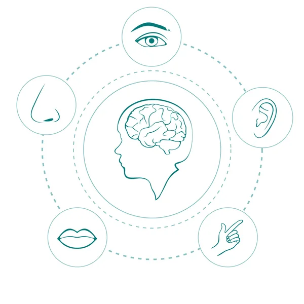 矢量五感官图标, — 图库矢量图片