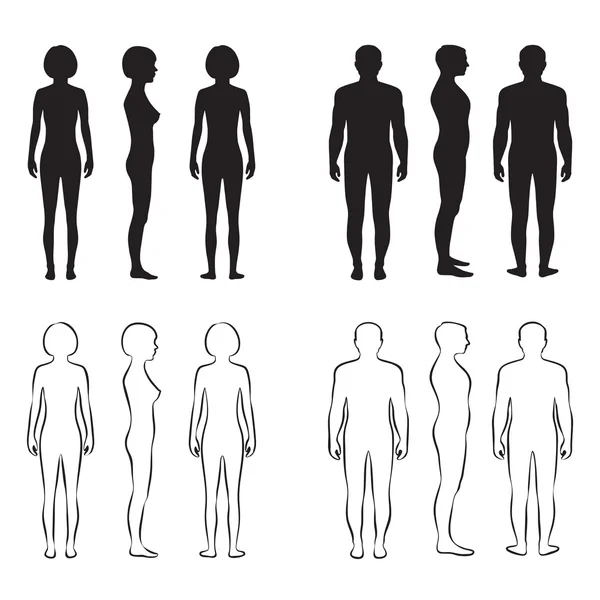 Anatomie des menschlichen Körpers — Stockvektor