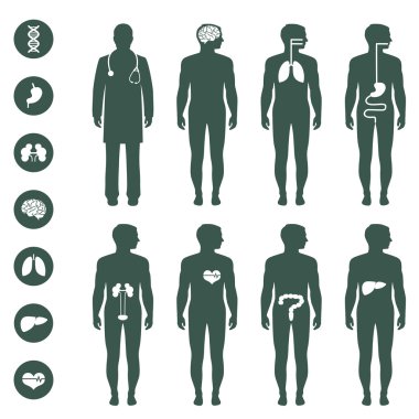 İnsan vücudu anatomisi