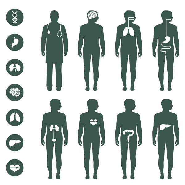 Anatomia do corpo humano —  Vetores de Stock