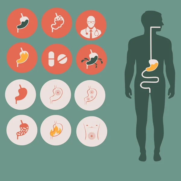 Anatomia człowieka żołądek, — Wektor stockowy