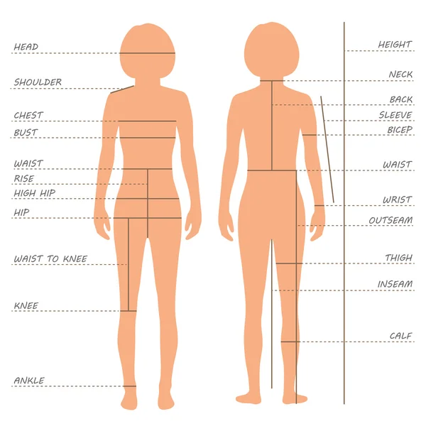 body-measurement-tailor-vector-images-depositphotos