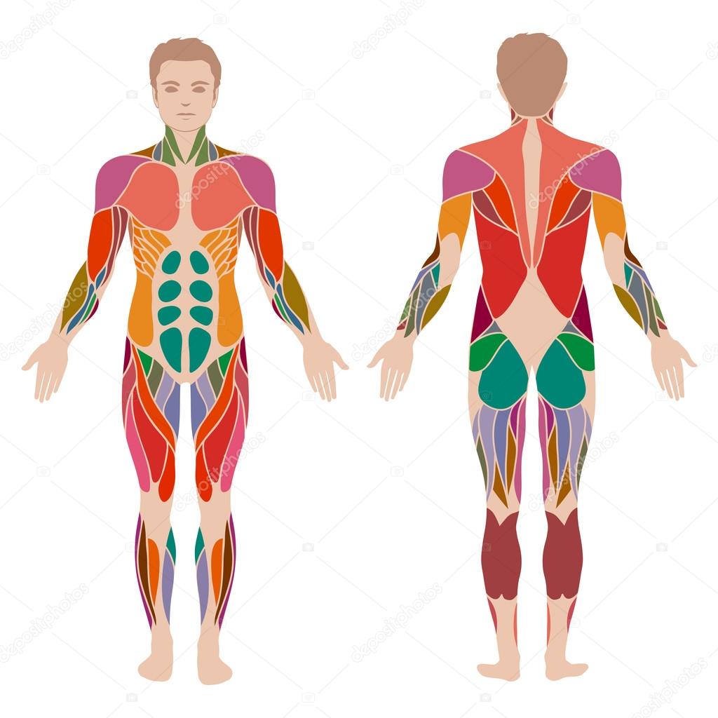 Body, muscle man anatomy,