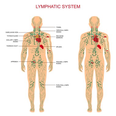 Lymphatic system, clipart