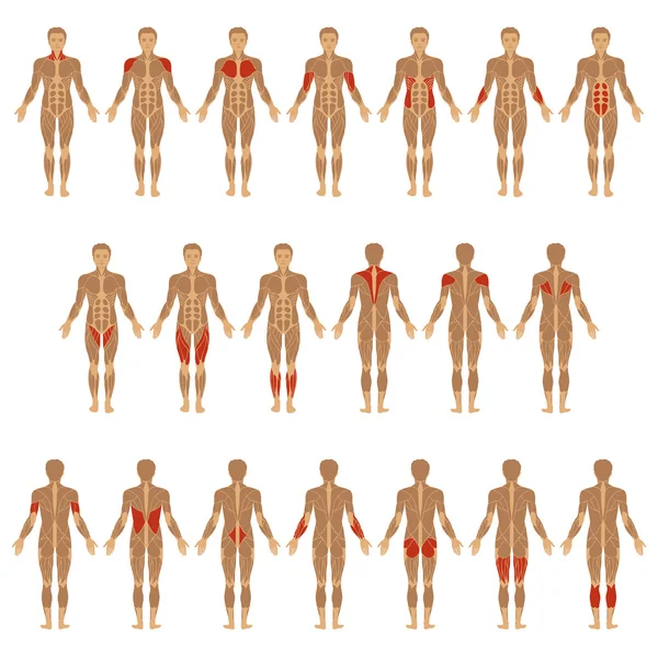 Menselijk lichaam, spier — Stockvector