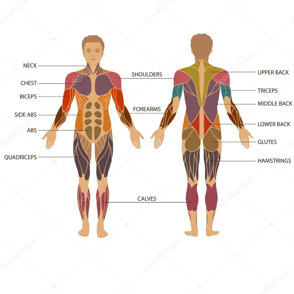 Human body, muscle