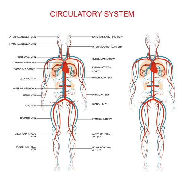 Système circulatoire — Image vectorielle