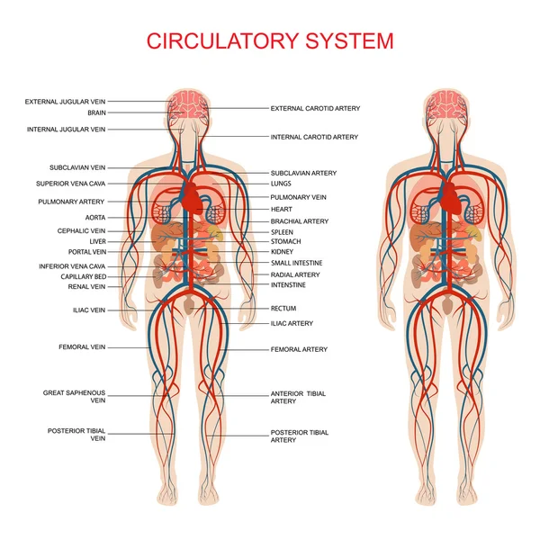 Sistema circulatorio — Vector de stock