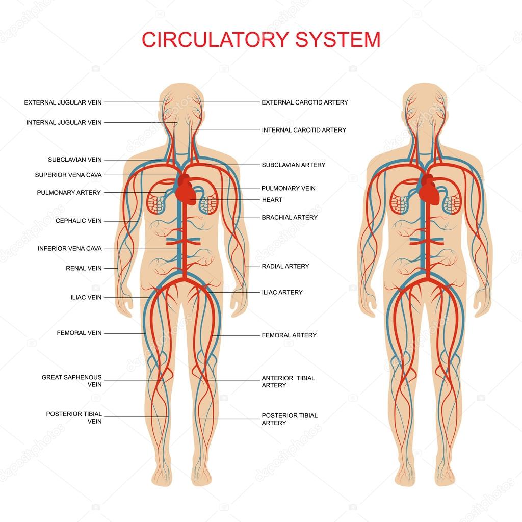 human circulatory system diagram labeled basic