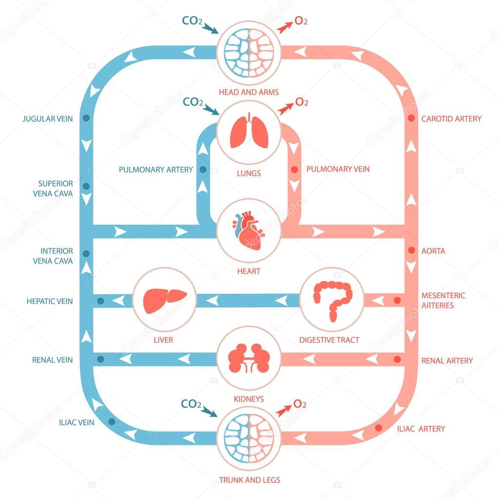 Circulatory system