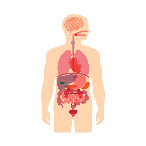 Anatomie des menschlichen Körpers — Stockvektor