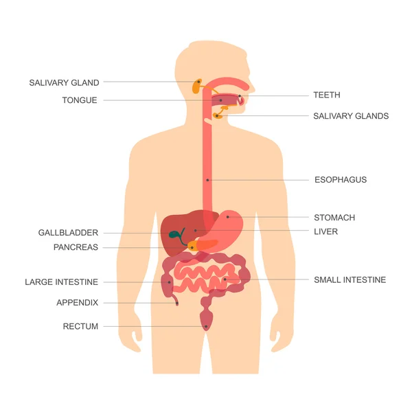 Sistema digestivo — Vector de stock